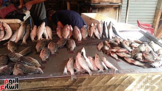 سوق-أبو-قير-للأسماك-بالإسكندرية-(7)