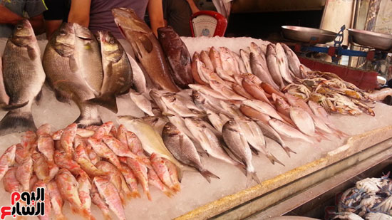 سوق-أبو-قير-للأسماك-بالإسكندرية-(3)
