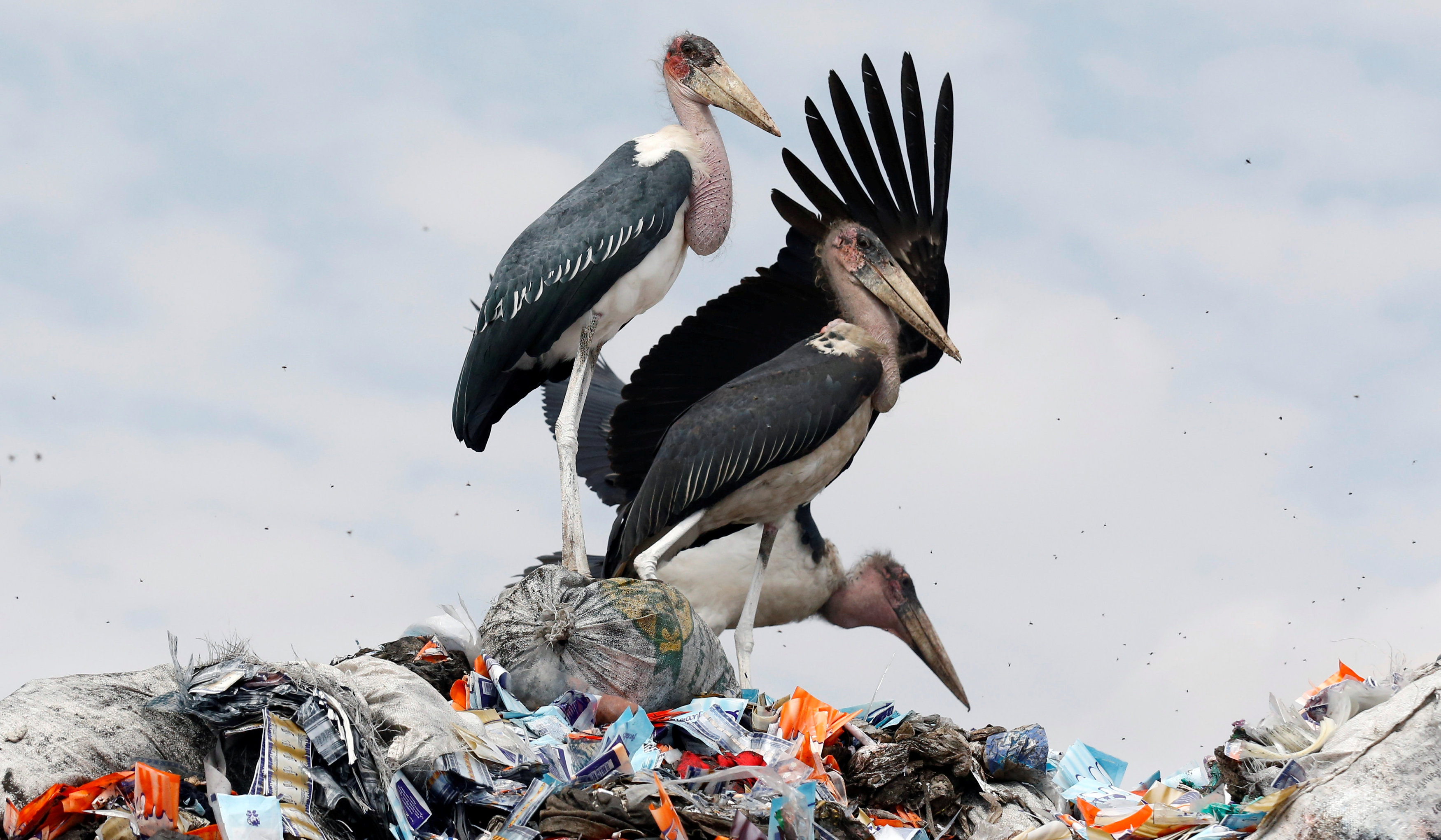 الطيور تقف على مخلفات القمامة البلاستيكية فى نيروبى