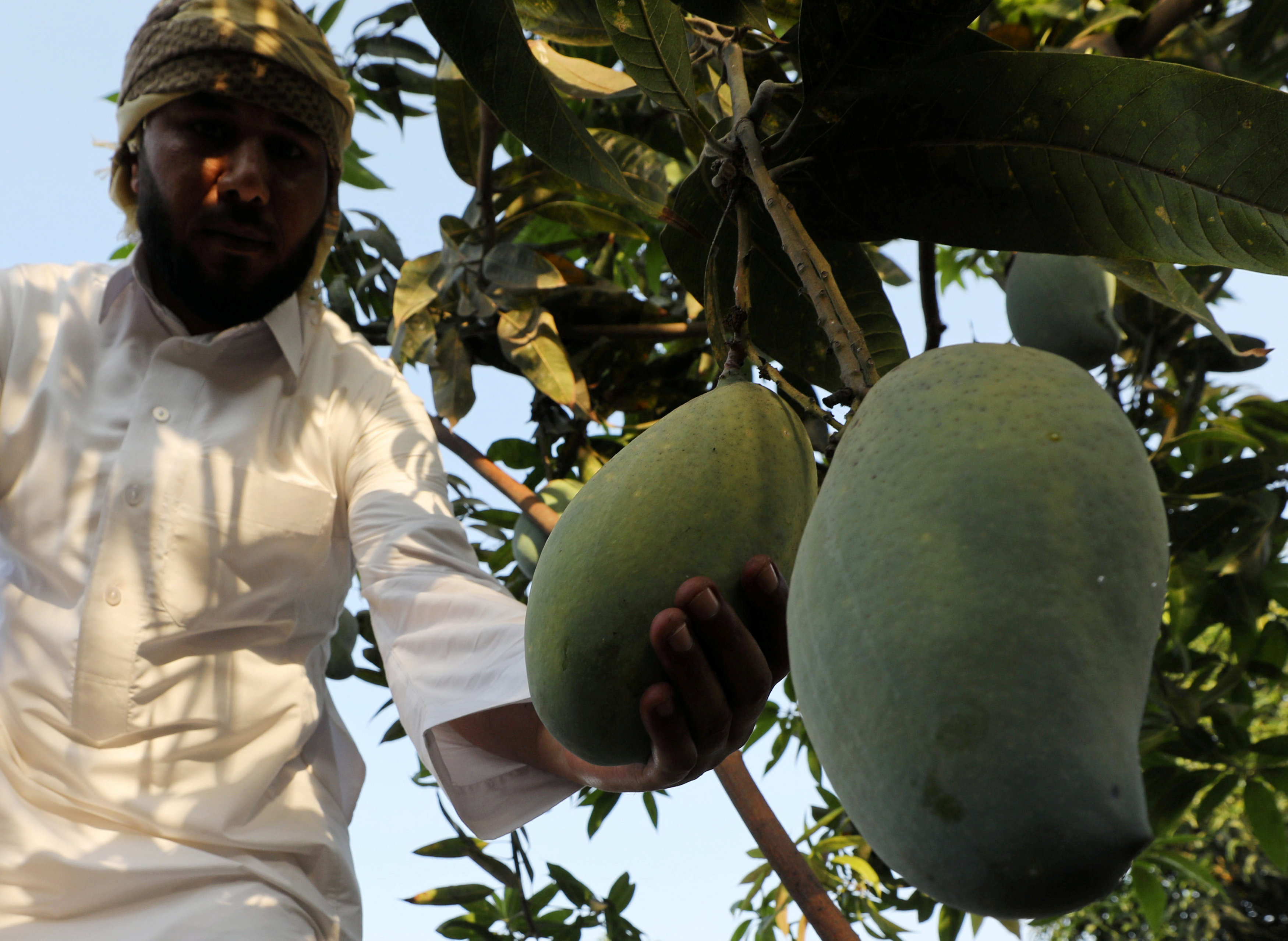 فاكهة المانجو