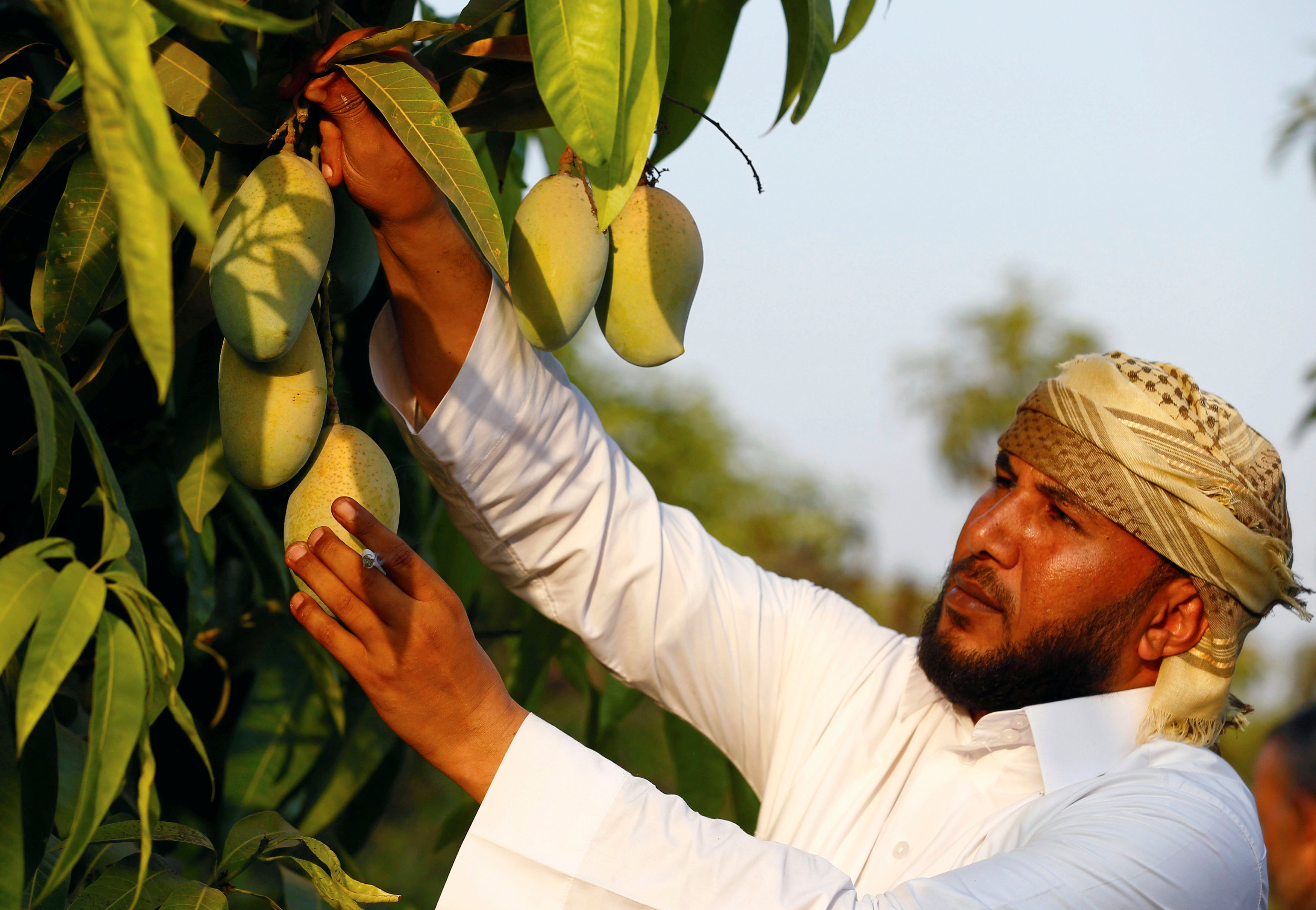 جانب من حصاد المانجو