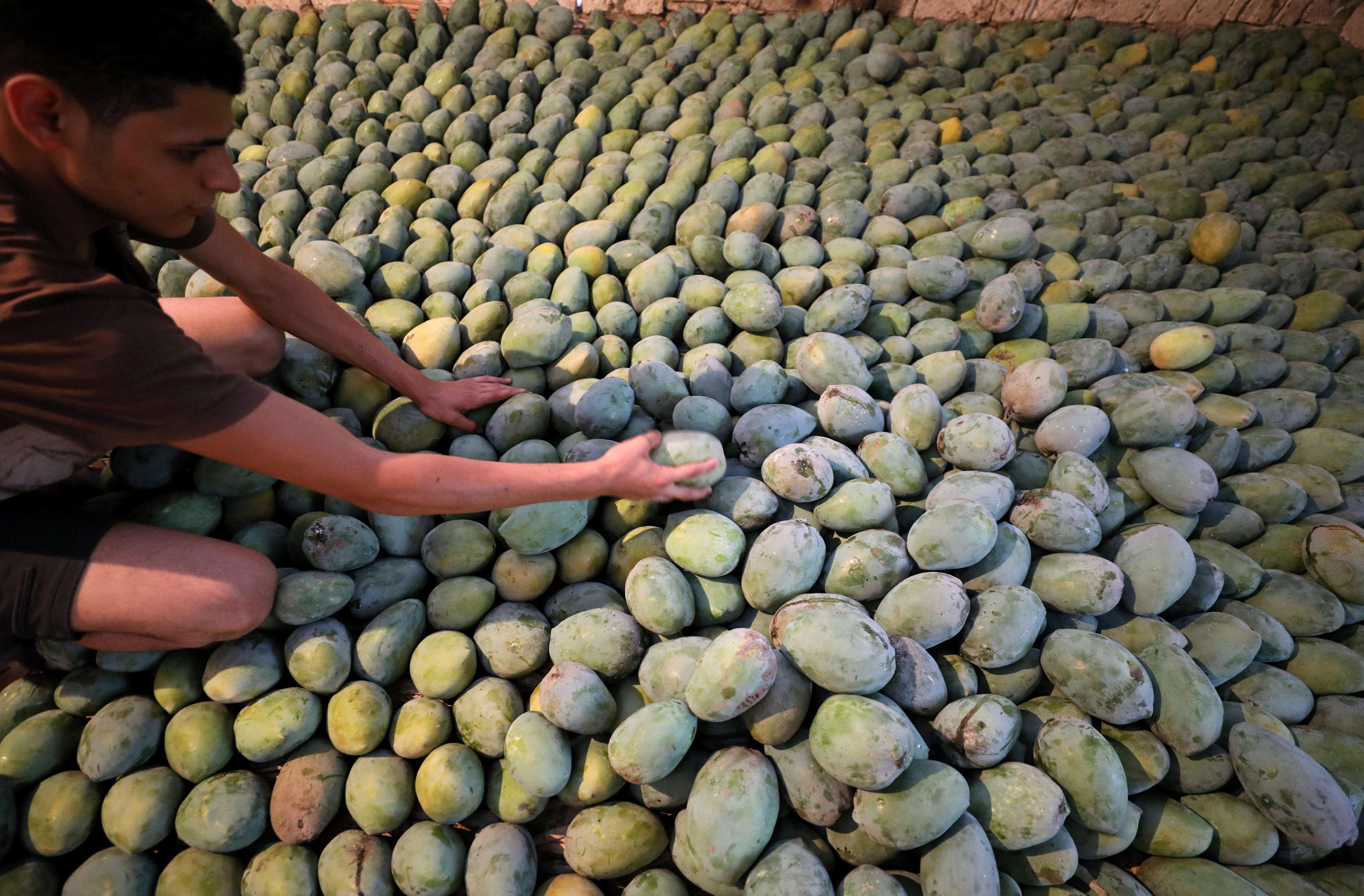 حصاد المانجو