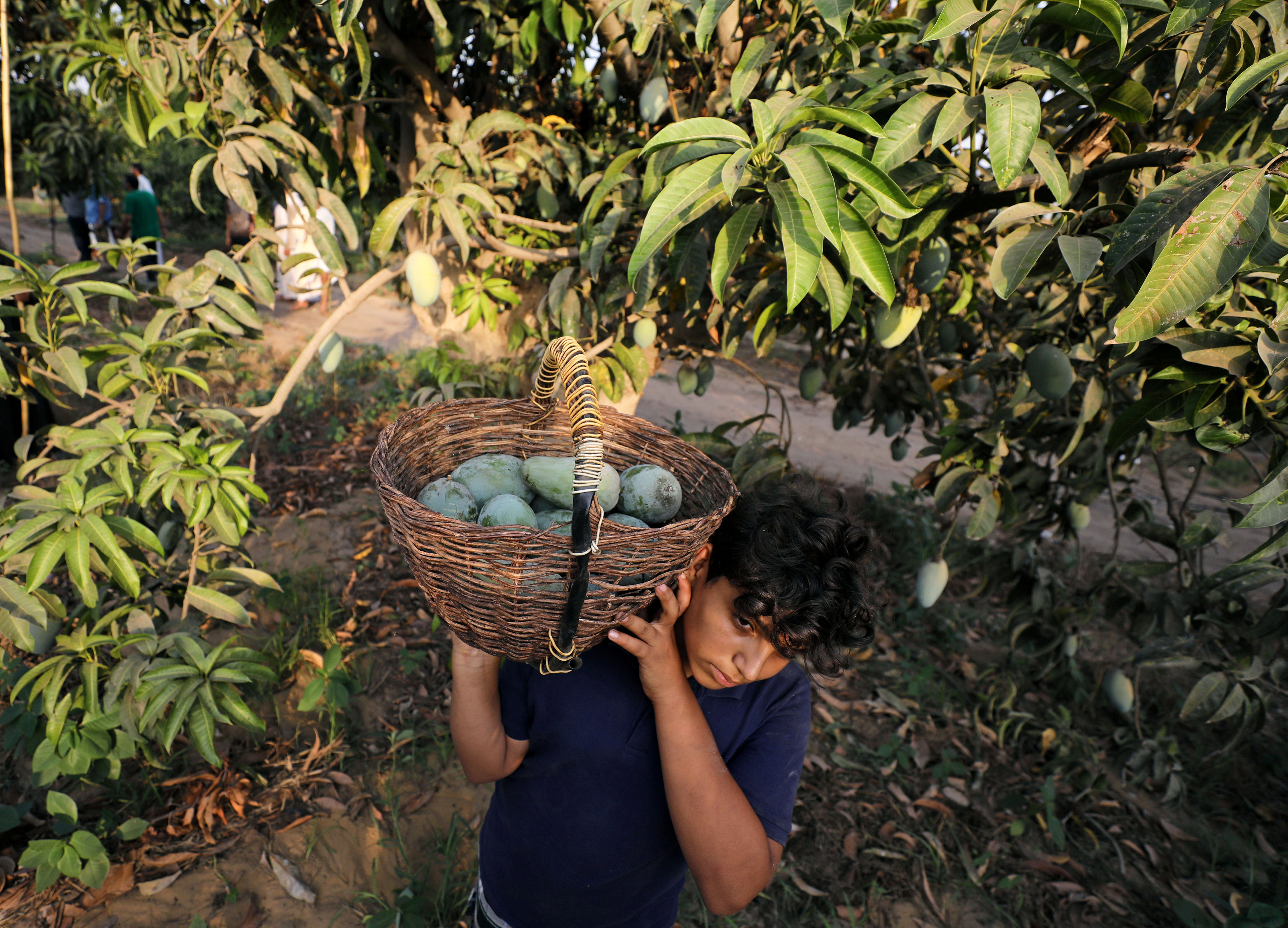 جانب من الحصاد