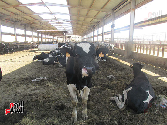 الأبقار تحت مظلة مشروع تربية الماشية بالقابوطى