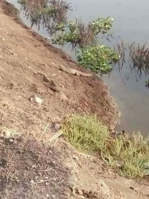 تمساح صغير علي شاطيء مصرف زراعي بالبحيرة