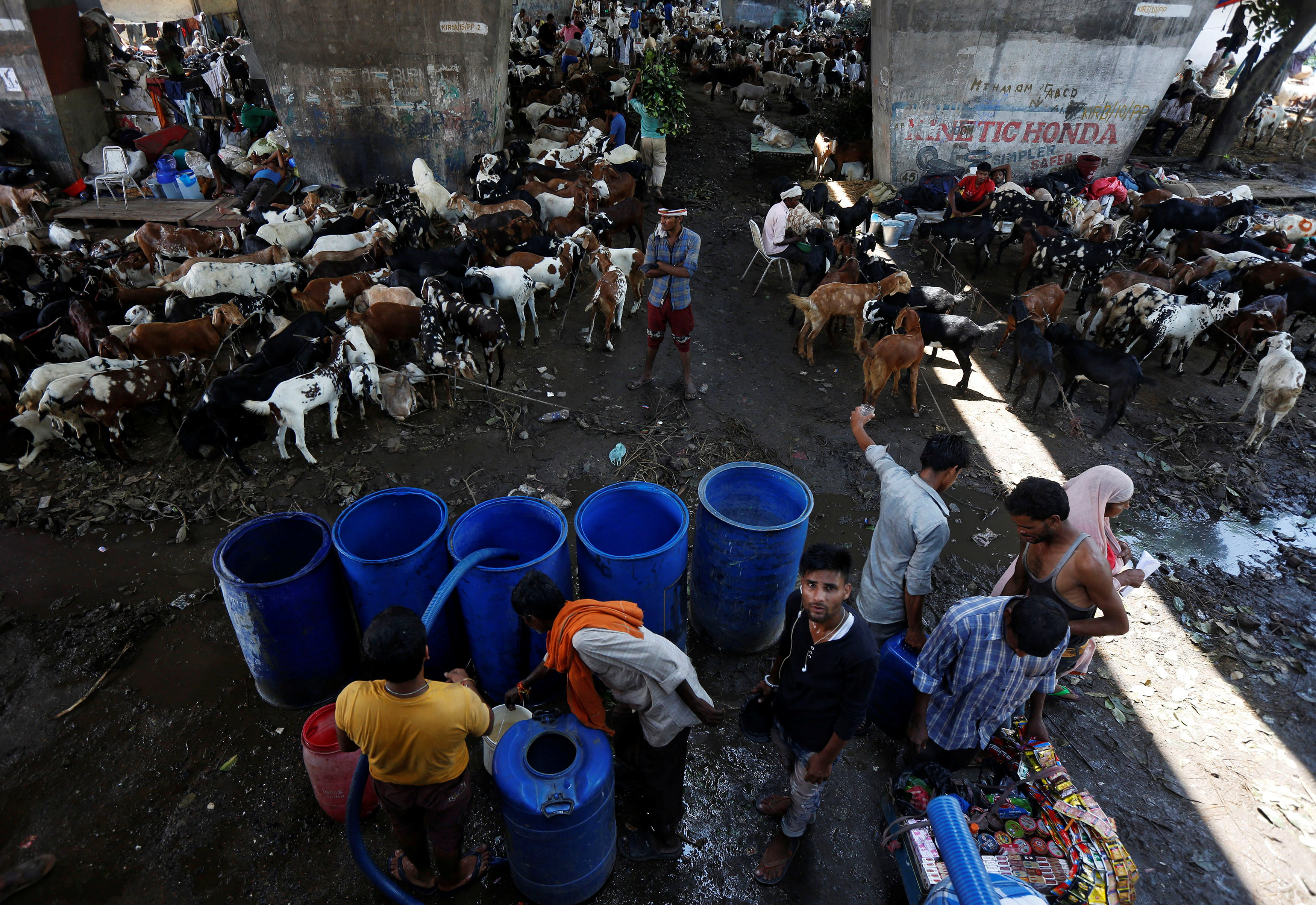 سوق الماعز فى الهند