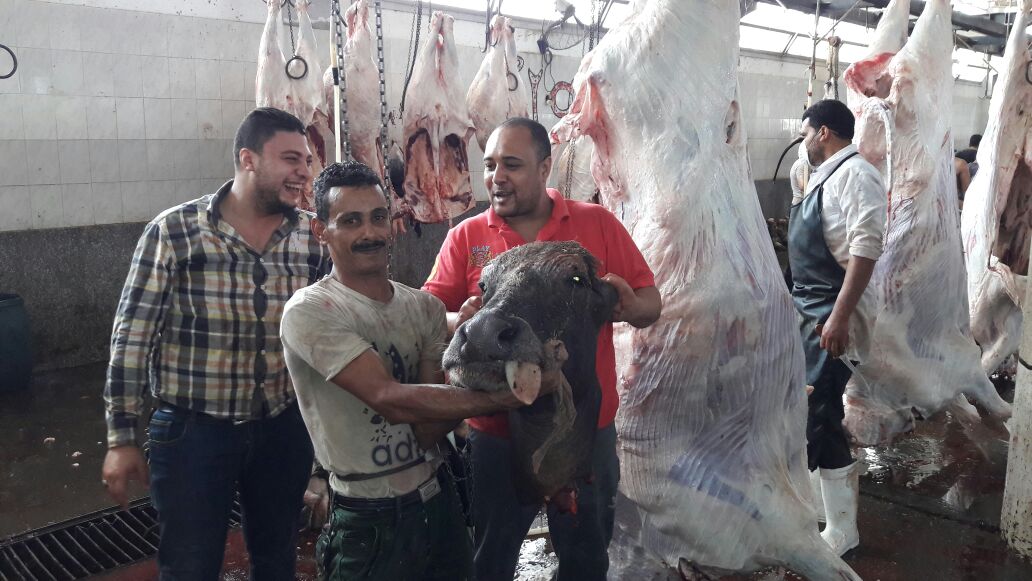 رفع رأس ماشية بعد ذبحها بمجزر دمنهور