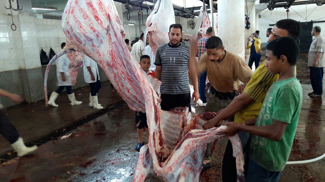 تقطيع ماشية بعد ذبحها بمجزر دمنهور
