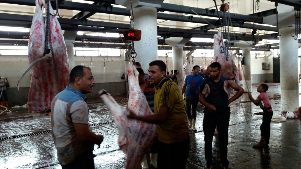 تقطيع ماشية بمجزر دمنهور