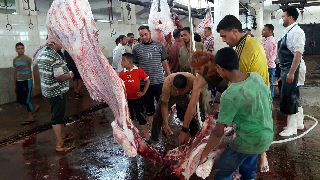 ذبح بقرة بمجر دمنهور