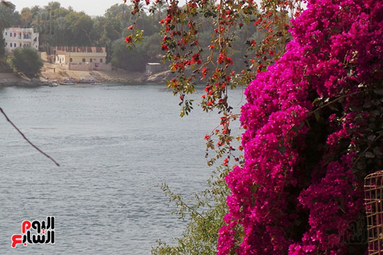 منظر الورود مع النيل