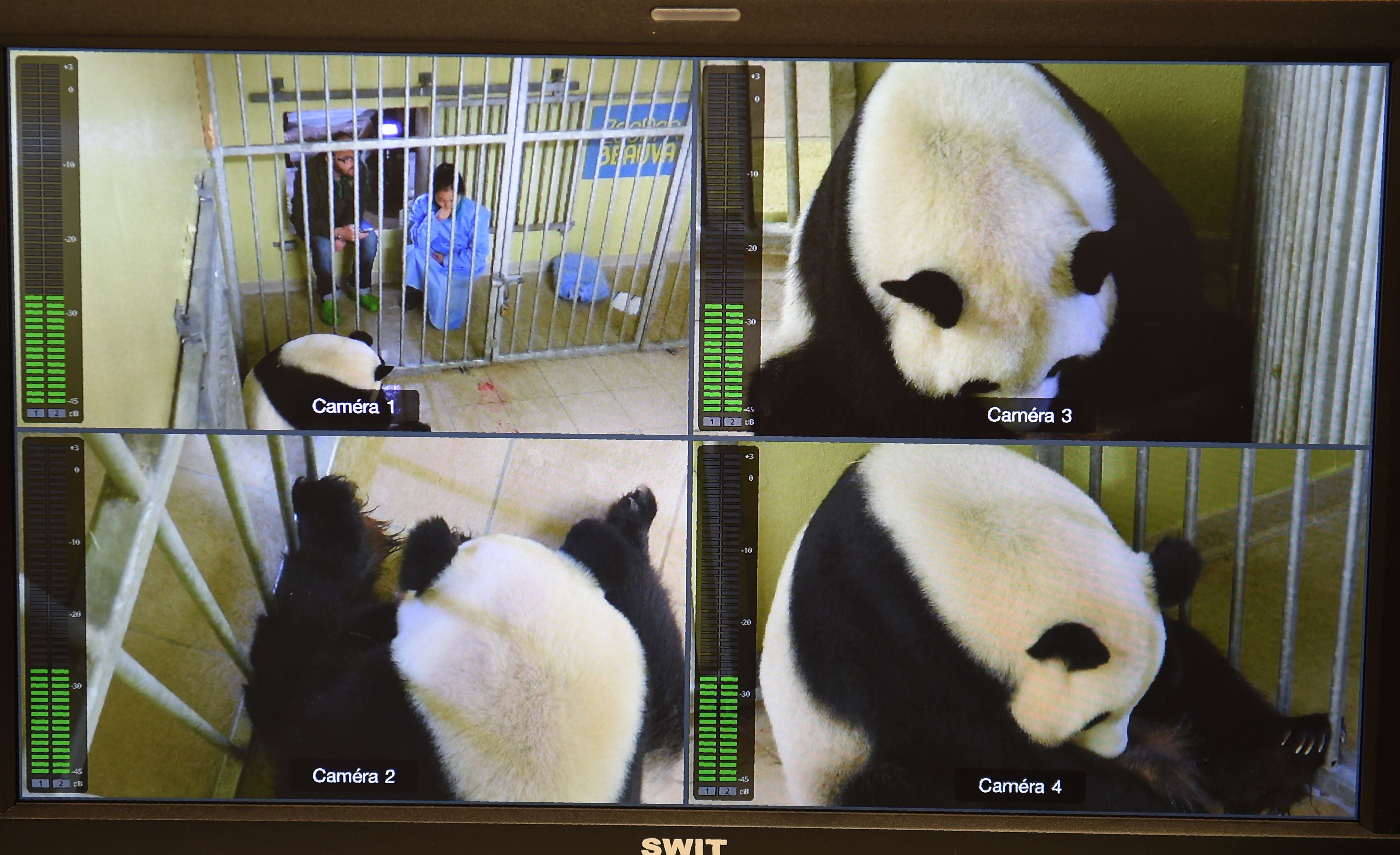 متابعة عملية ولادة الباندا عبر شاشات الكاميرات