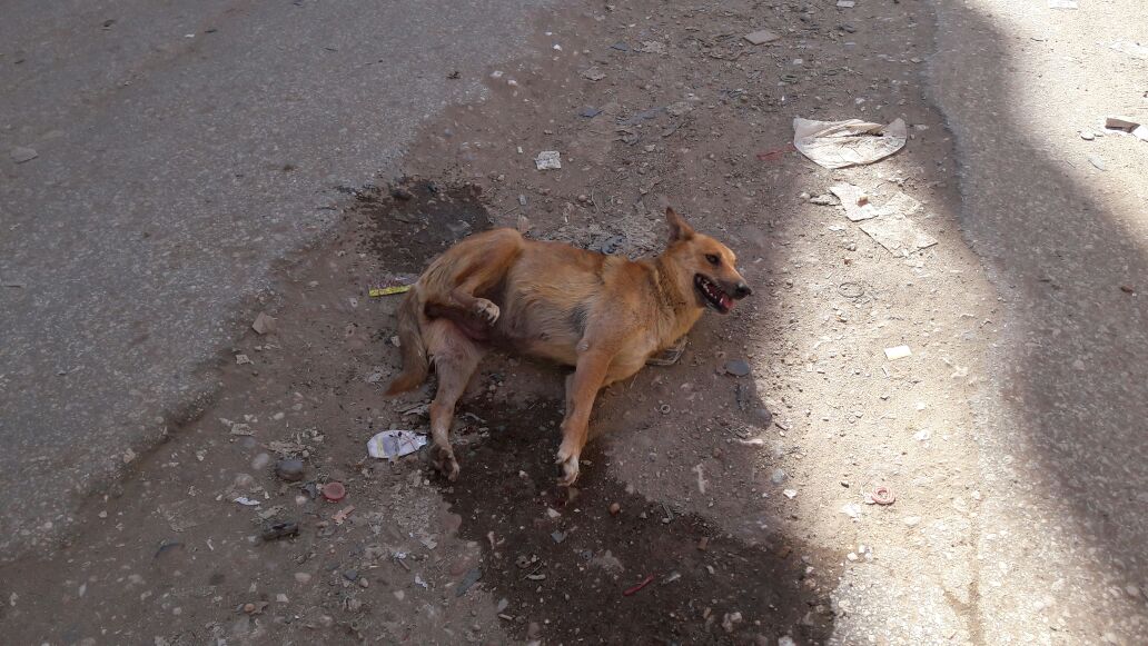 اعدام الكلاب الضالة (2)