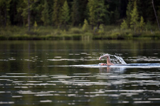 الرئيس الروسى يسبح فى مياه سيبيريا