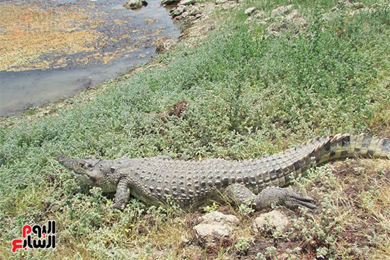  التمساح على ضفاف بحيرة ناصر