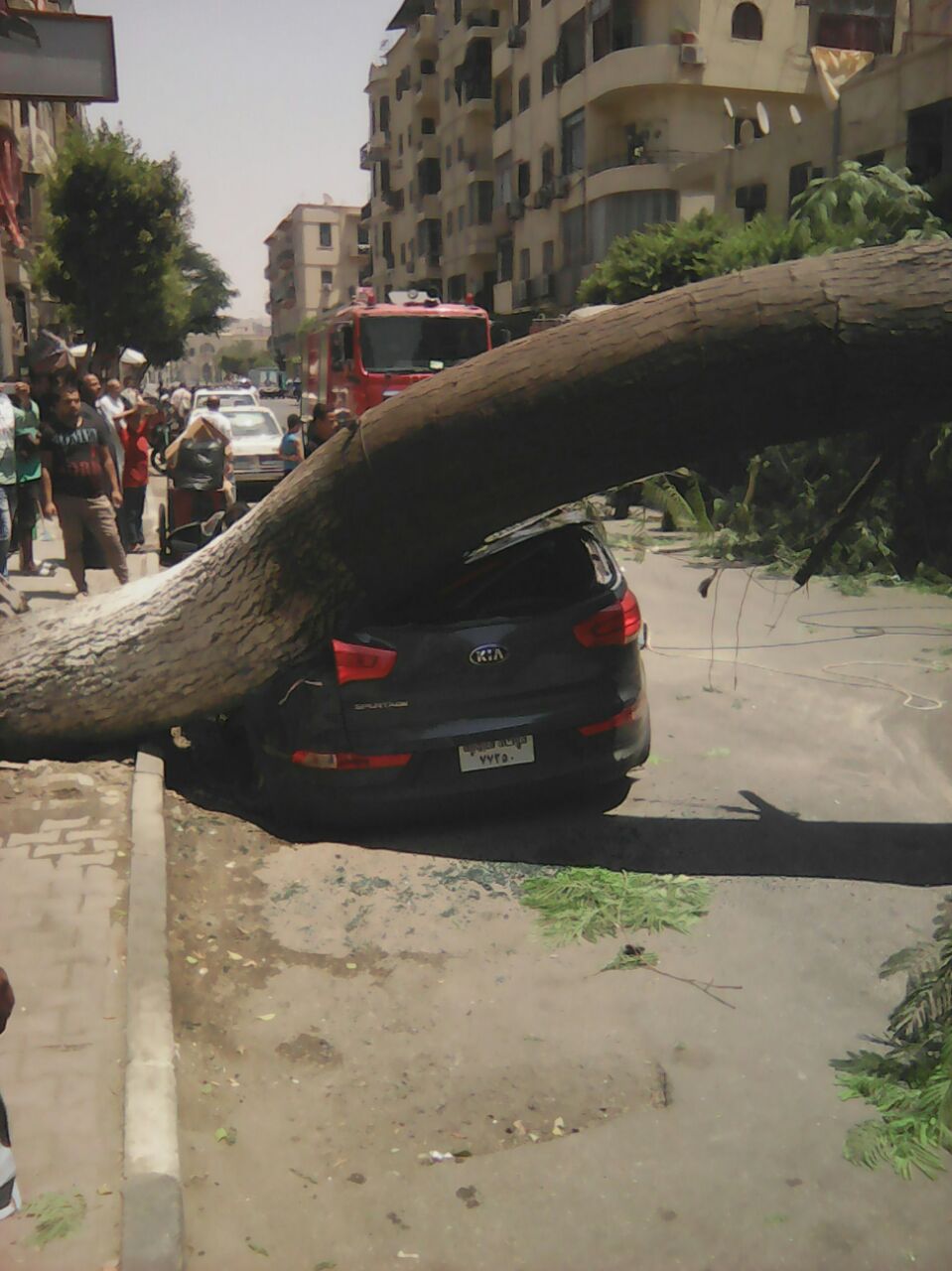 سيارة تسقط عليه شجرة