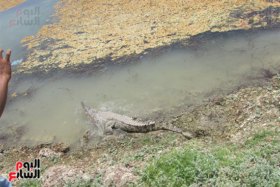  التمساح يفر إلى بحيرة ناصر