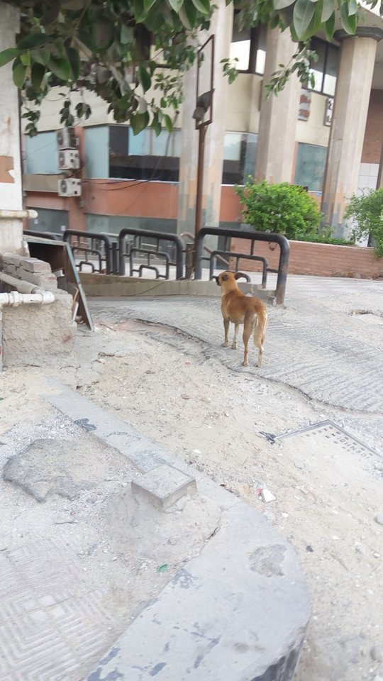 أحد الكلاب فى الشارع