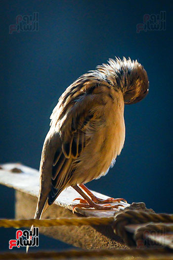 عصافير النيل (6)