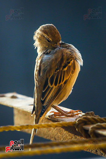 عصافير النيل (4)