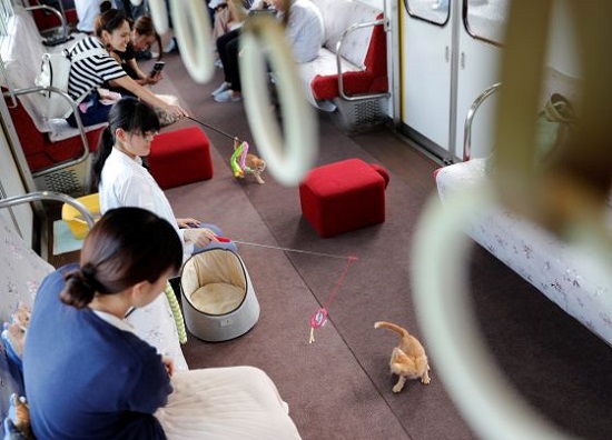 الركاب يلاعبون القطة فى القطار