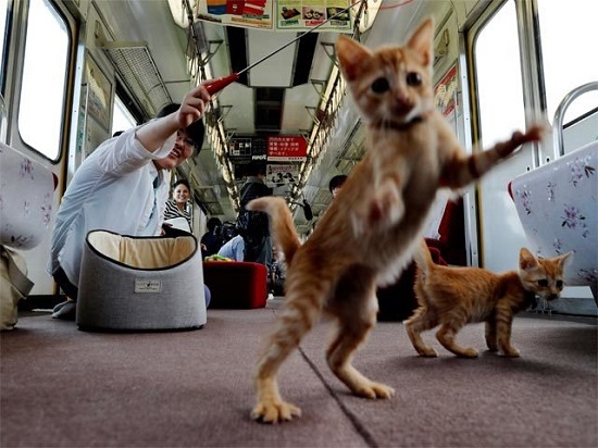 القطط تلعب بحماس فى القطار