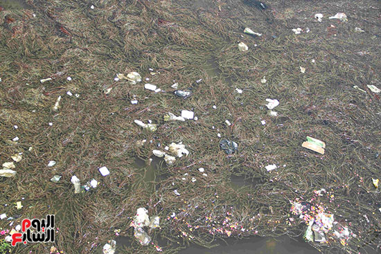 تلوث مياه النيل (9)