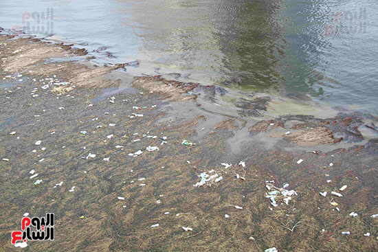 تلوث مياه النيل (10)