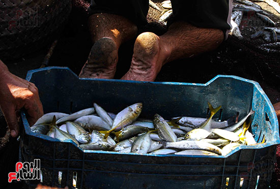 صيد سمك السردين ببورسعيد (24)