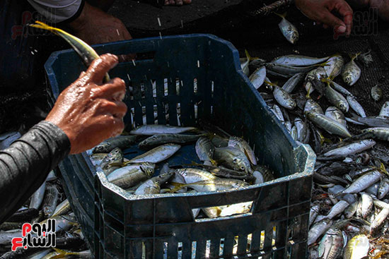 صيد سمك السردين ببورسعيد (23)