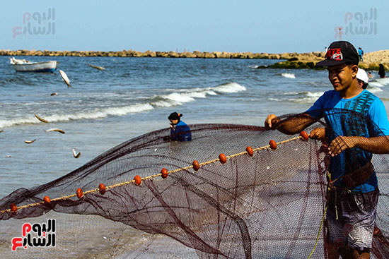 صيد سمك السردين ببورسعيد (20)