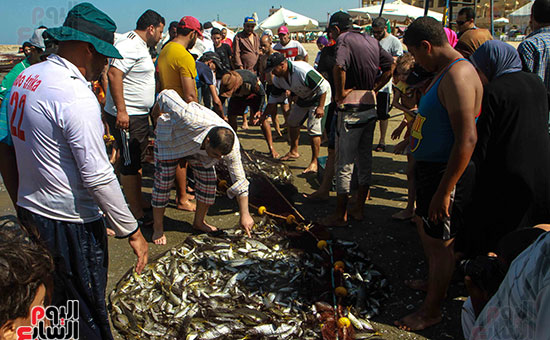 صيد سمك السردين ببورسعيد (34)