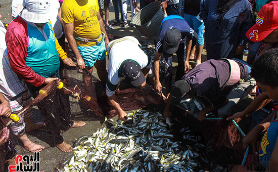 صيد سمك السردين ببورسعيد (36)