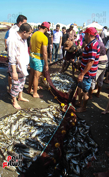 صيد سمك السردين ببورسعيد (35)