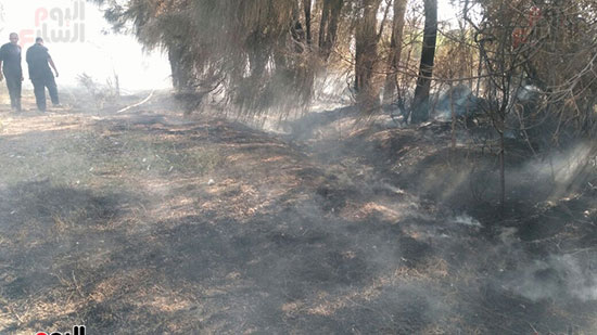 الحريق-الهائل-الذي-دمر-اشجار-تابعة-لانتاج--بزراعة-كفر-الشيخ--(21)