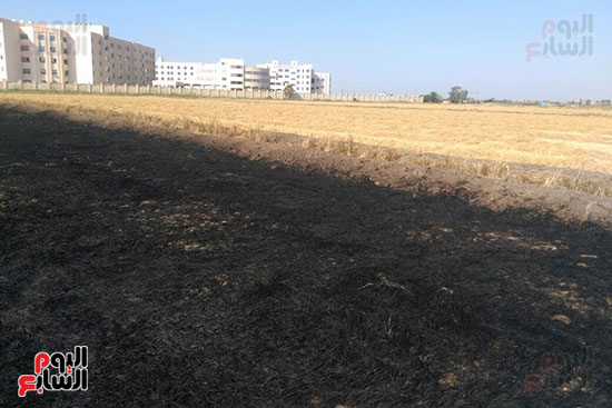 حريق يلتهم 400 شجرة بسبب حرق قش الأرز فى كفر الشيخ (1)
