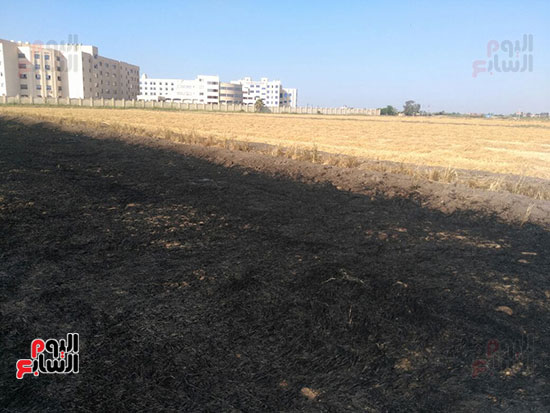 الحريق-الهائل-الذي-دمر-اشجار-تابعة-لانتاج--بزراعة-كفر-الشيخ--(14)