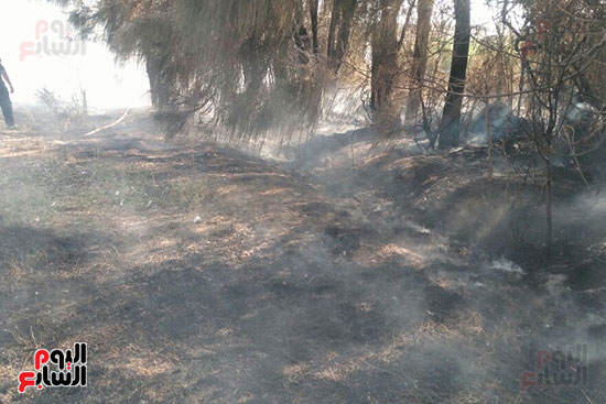 حريق يلتهم 400 شجرة بسبب حرق قش الأرز فى كفر الشيخ (10)