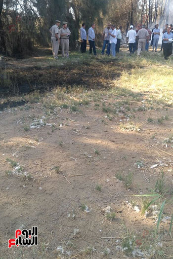 حريق يلتهم 400 شجرة بسبب حرق قش الأرز فى كفر الشيخ (12)