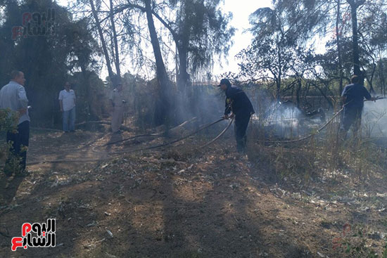 حريق يلتهم 400 شجرة بسبب حرق قش الأرز فى كفر الشيخ (4)