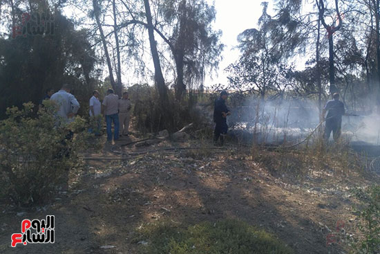 حريق يلتهم 400 شجرة بسبب حرق قش الأرز فى كفر الشيخ (2)