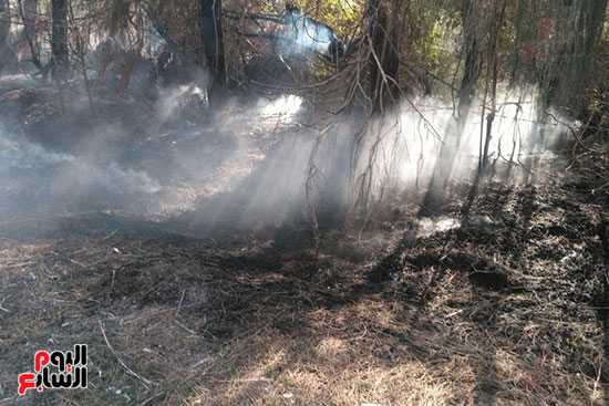 حريق يلتهم 400 شجرة بسبب حرق قش الأرز فى كفر الشيخ (9)