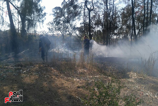 حريق يلتهم 400 شجرة بسبب حرق قش الأرز فى كفر الشيخ (3)
