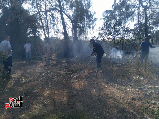 الحريق-الهائل-الذي-دمر-اشجار-تابعة-لانتاج--بزراعة-كفر-الشيخ--(24)