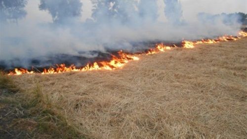 استمرار حرق المزراعين لقش الارز
