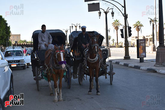  جولات الحنطور من 10 لـ20 جنيهاً بالاقصر