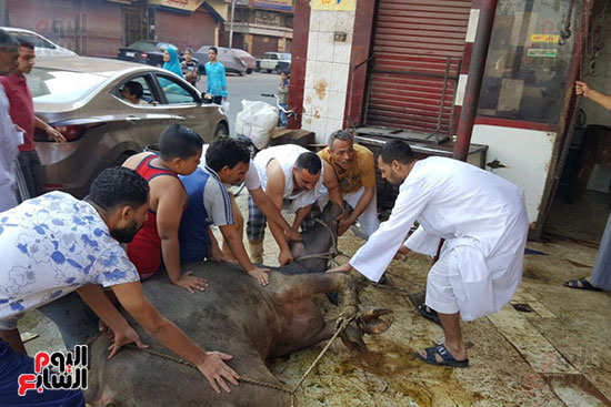 استمرار ذبح الأضاحى