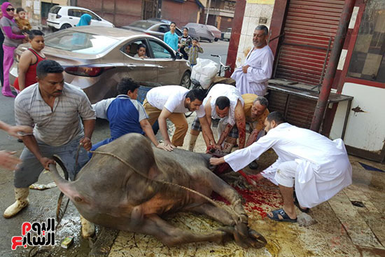 إقبال على المتنزهات والحدائق العامة لليوم الثانى على التوالى 