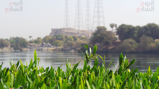            طبيعة الخضرة على النيل