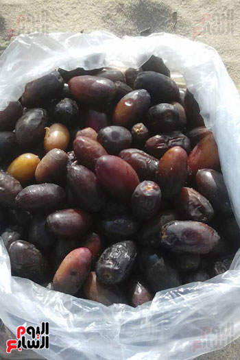  رطب